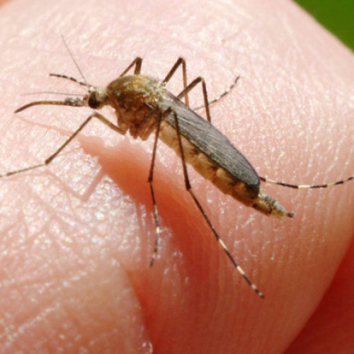 INSP anunță un caz confirmat de infectare cu virusul West Nile în București