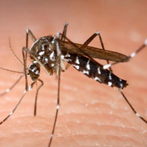 Avertisment de la Institutul Național de Sănătate Publică privind virusul West Nile