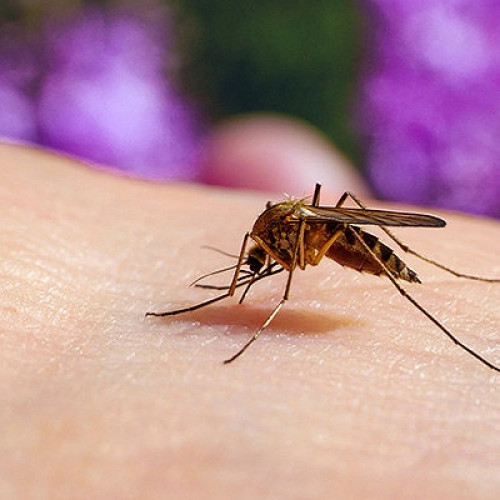 Măsuri de prevenire împotriva virusului West Nile în Satu Mare