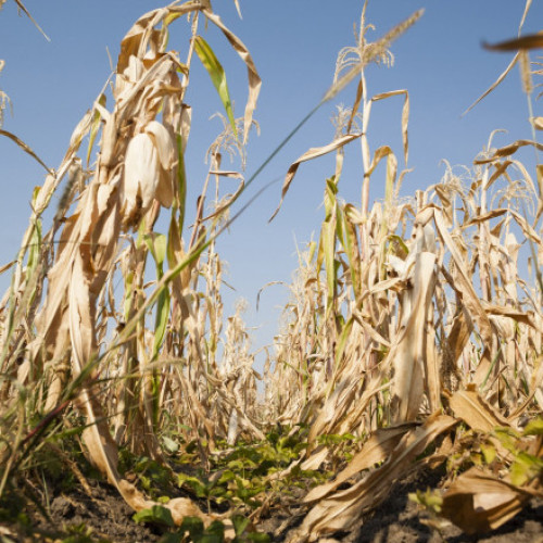 Valul de căldură istoric afectează grav agricultura din România