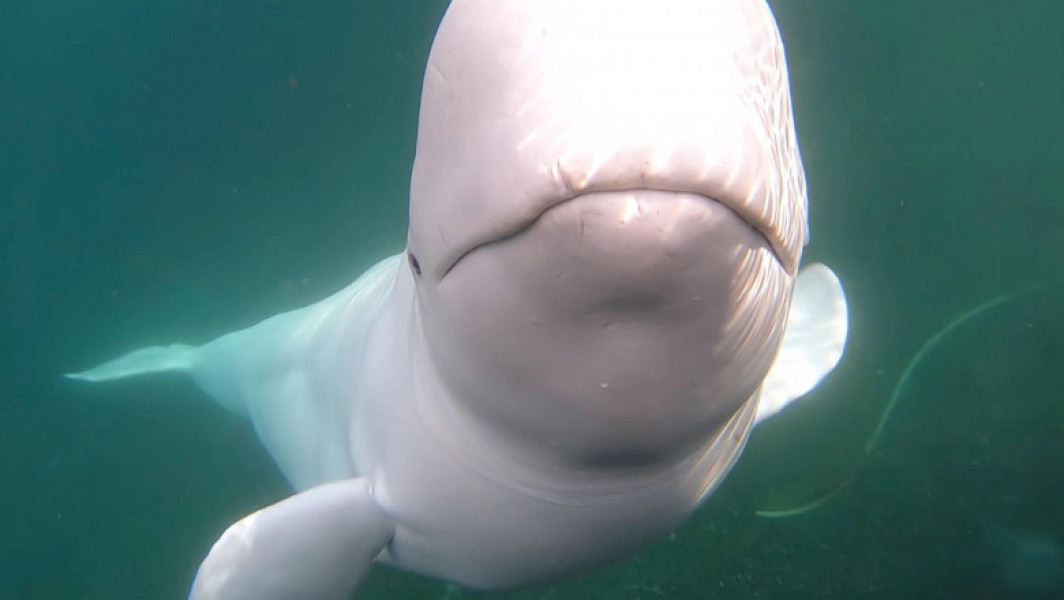 Beluga Hvaldimir, suspectată de spionaj, a fost găsită moartă în Norvegia