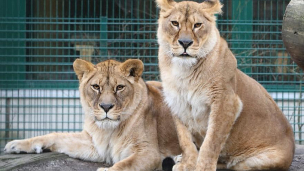 Două leoaice din Ucraina au găsit un cămin la o grădină zoologică din Scoția