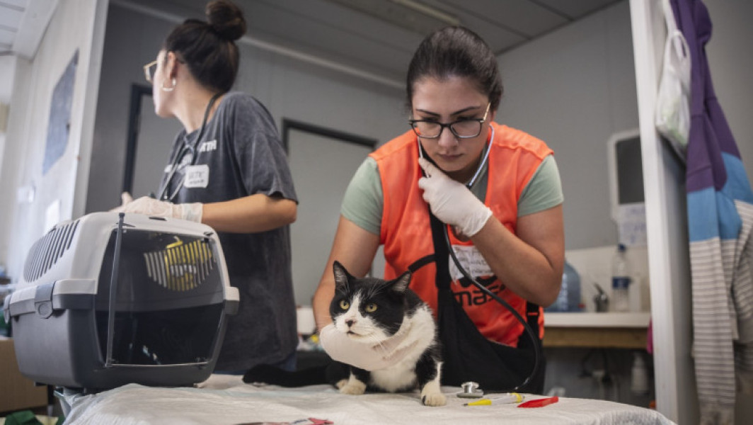 Medici veterinari din Pairporta ajută animalele afectate de inundații