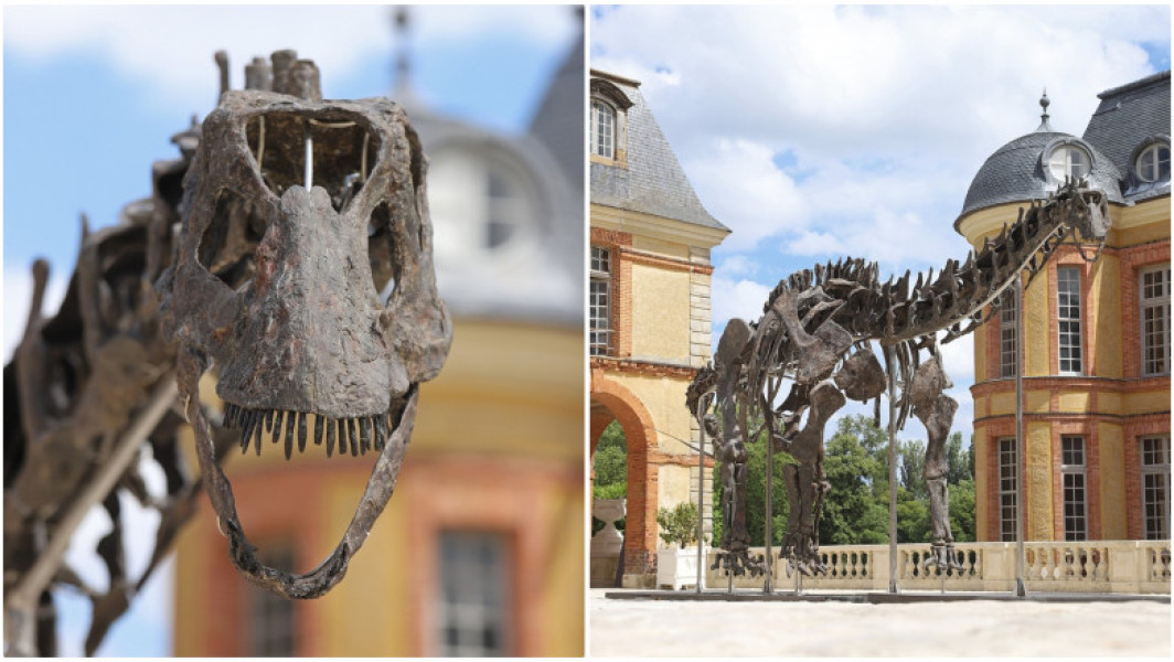 Scheletul uriaș de dinozaur vândut la licitație în Franța