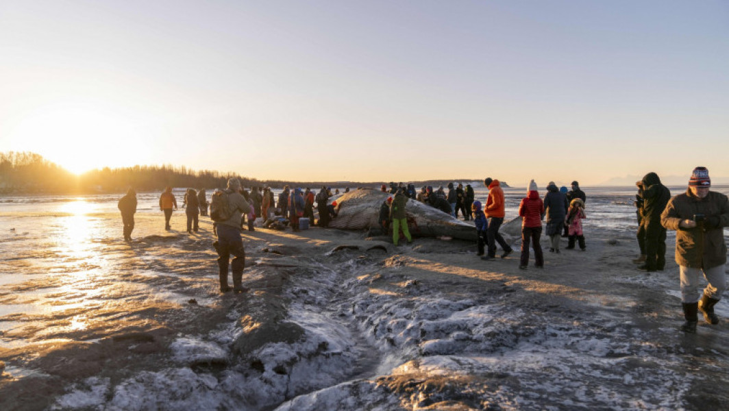 Cadavrul unei balene cu inotătoare a fost descoperit pe coasta din apropierea Anchorage