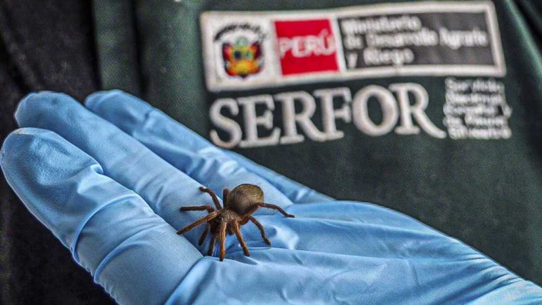 Poliția din Peru a arestat un bărbat cu insecte lipite de corp