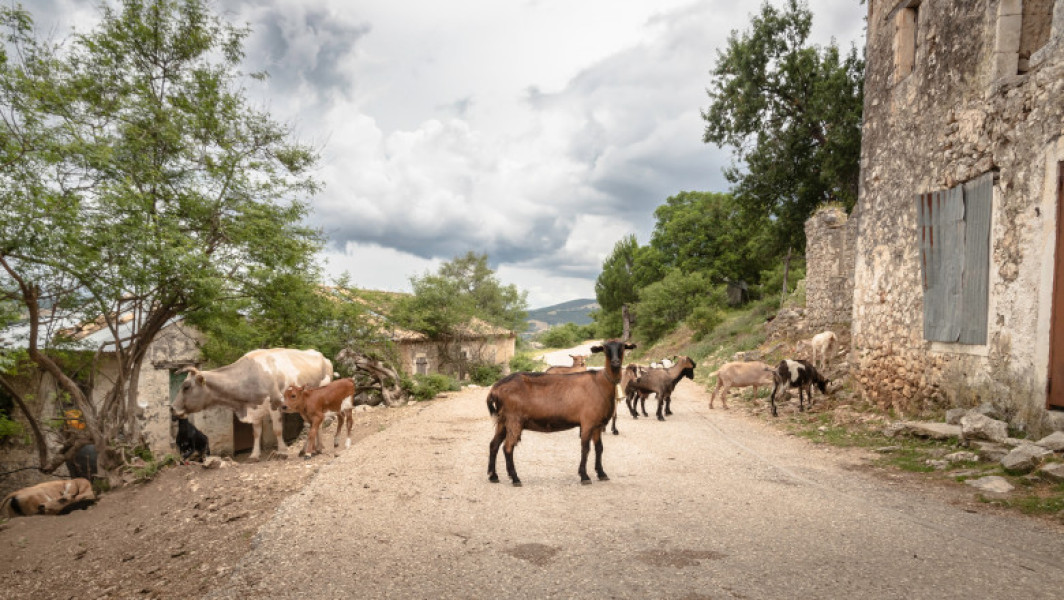 Animalele dotate cu emițători vor ajuta la prezicerea fenomenelor naturale