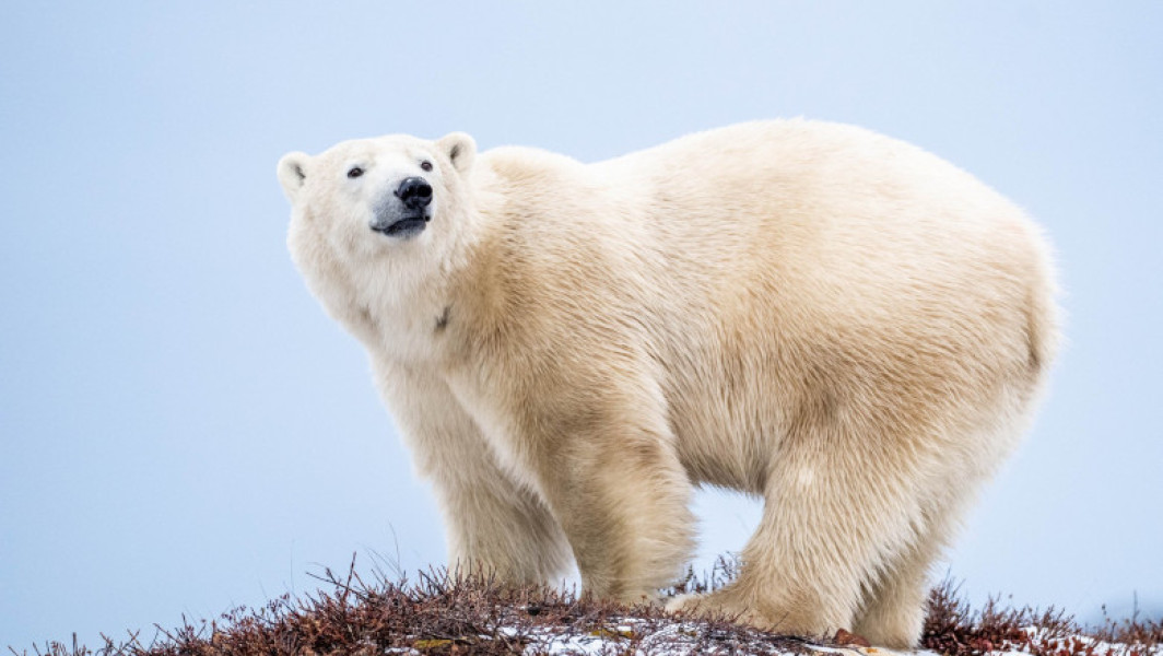 Un bărbat din Canada a sărit pe un urs polar pentru a-și salva soția