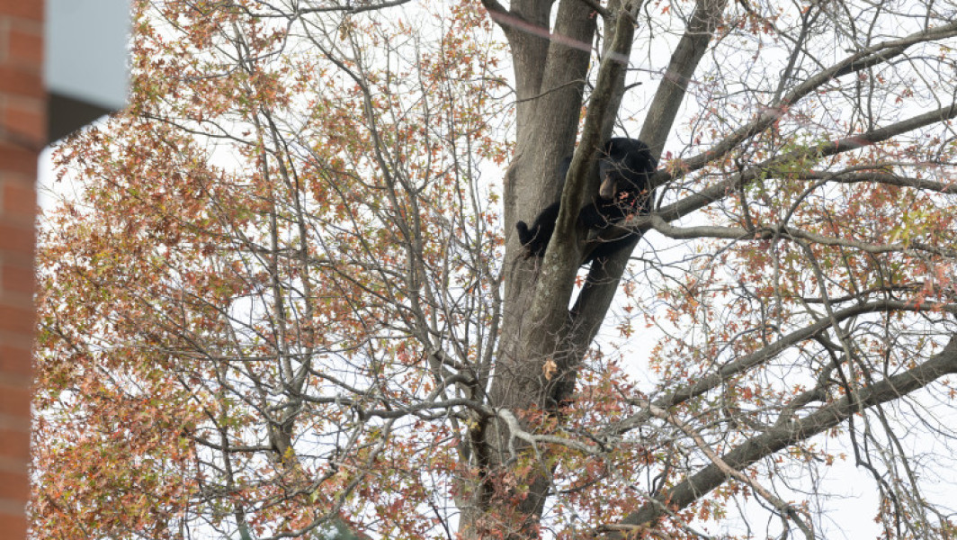 Un bărbat din Virginia a murit după ce un urs a căzut peste el