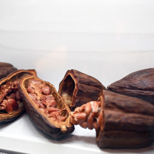 Cotatiile futures la cacao ating noi maxime istorice