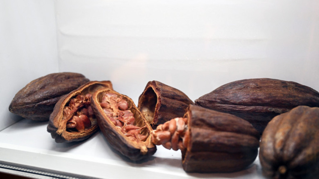 Cotatiile futures la cacao ating noi maxime istorice
