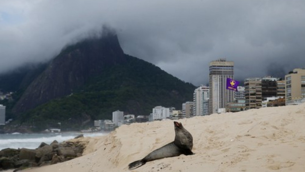 Un leu de mare a fost observat pe plaja Ipanema din Rio de Janeiro