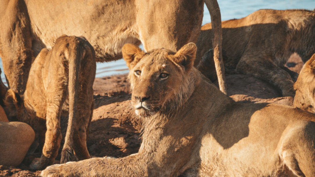 Un băiat de opt ani supraviețuiește cinci zile într-un parc de vânătoare din Zimbabwe