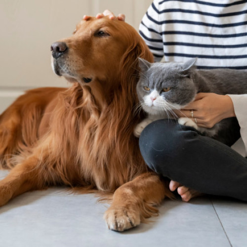 Şase membri ai unui grup de escroci, arestați în Spania pentru vânzarea de animale de companie fictive