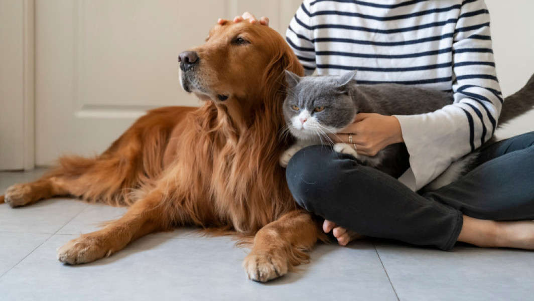 Şase membri ai unui grup de escroci, arestați în Spania pentru vânzarea de animale de companie fictive