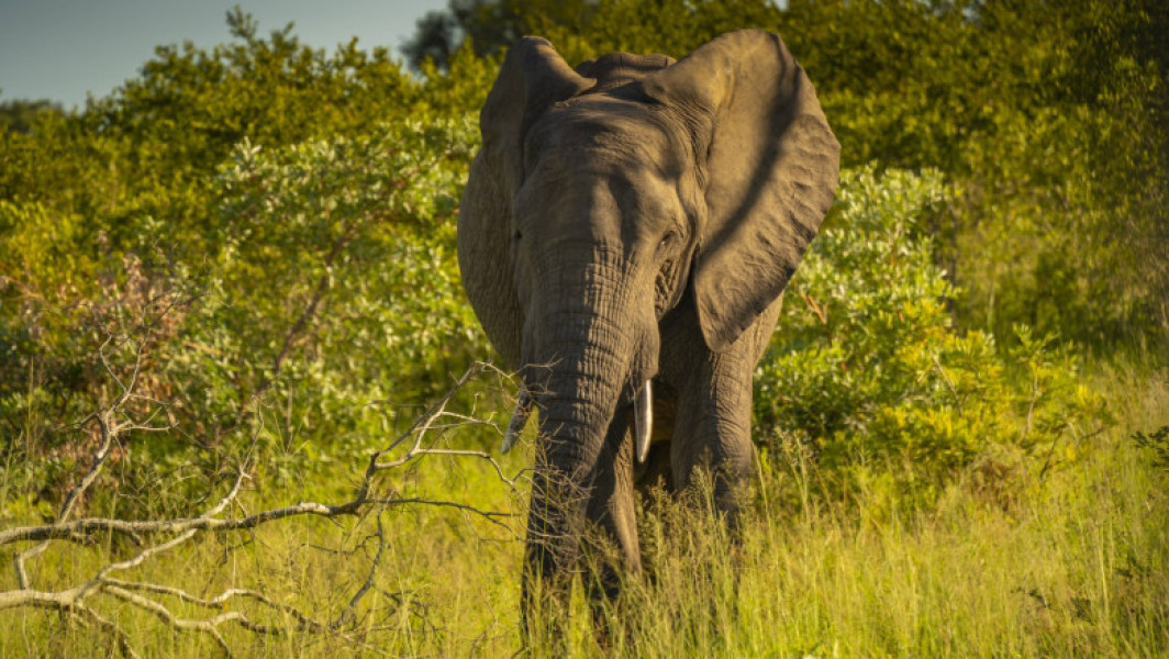 Un turist german, ucis de un elefant în sudul Indiei