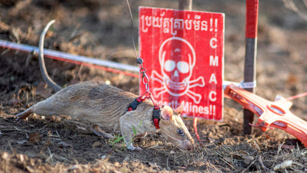 Sobolanul Ronin stabilește un nou record mondial în deminarea din Cambodgia