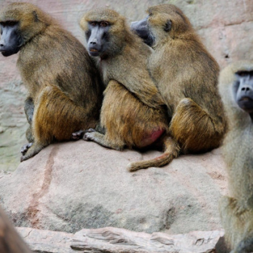„Masacrul babuinilor” din Nürnberg: grădina zoologică germană a hrănit leii cu carnea primatelor sacrificate