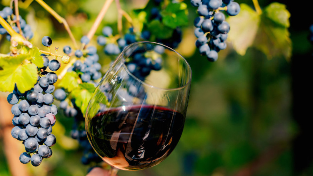Producția de vin din Moldova a crescut cu peste 35% datorită vremii favorabile