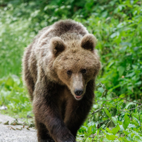 Alertă în Dolj după ce un urs a fost văzut în apropierea localităților de lângă Craiova