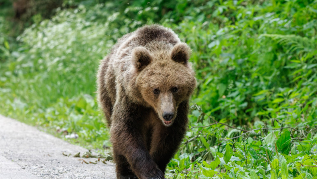 Alertă în Dolj după ce un urs a fost văzut în apropierea localităților de lângă Craiova