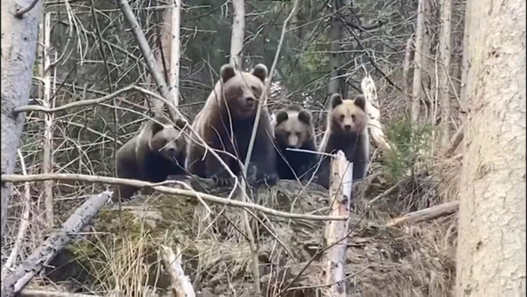Video Imagini Rare cu Familie Ursi din Suceava: Ursoaica cu Trei Pui Reactions a Vazut un Padurar in Padurea Administrata de Romsilva.