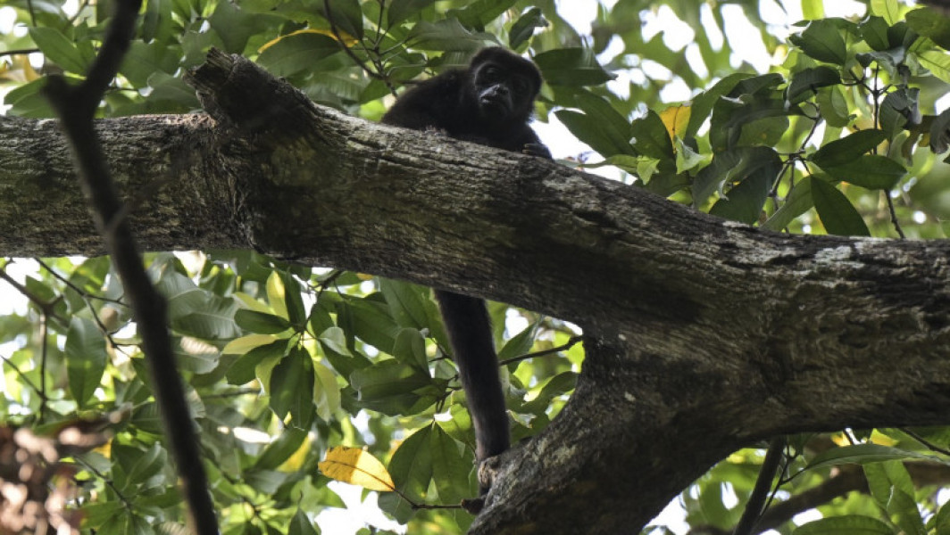 Maimuțele urlătoare în pericol în Mexic din cauza caniculei: Numeroase animale găsite moarte în pădurile tropicale