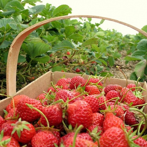 Festivalul Căpșunilor din Halmeu aduce distracție în acest week-end! Concerte, târguri și concursuri pentru calitatea căpșunilor și produse alimentare delicioase! Vino să te distrezi alături de artiști și formații cunoscute!