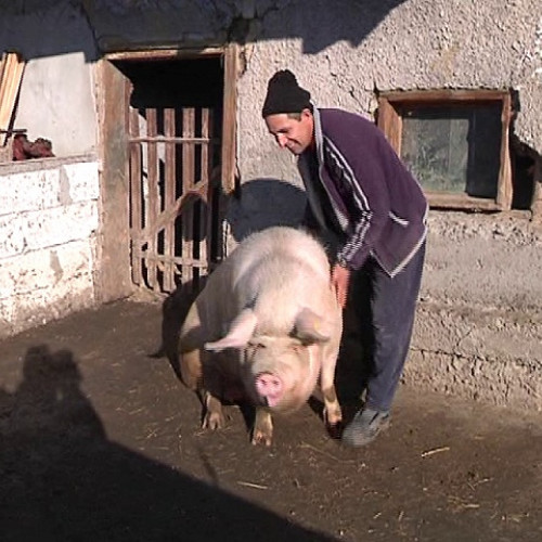 Zece țărani din județul Satu Mare amendați pentru că și-au vândut porcii din gospodăriile proprii