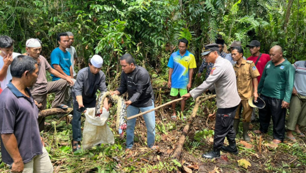 Barbat din Indonezia isi gaseste sotia inghitita de un piton urias